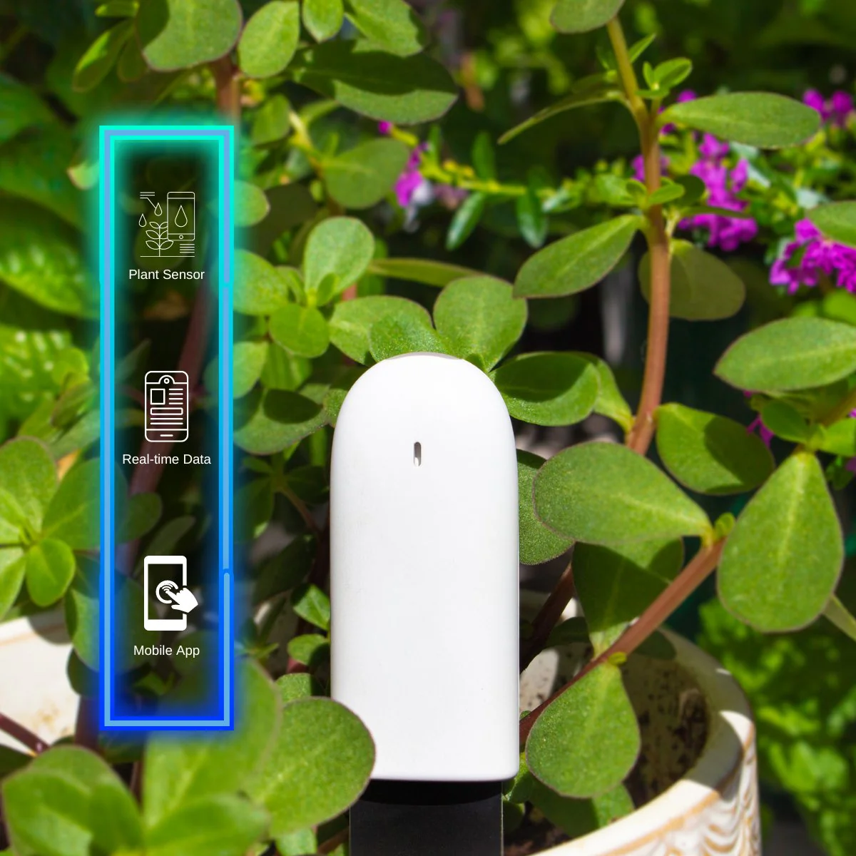 Plant & Flower Smart Sensors - Image 4