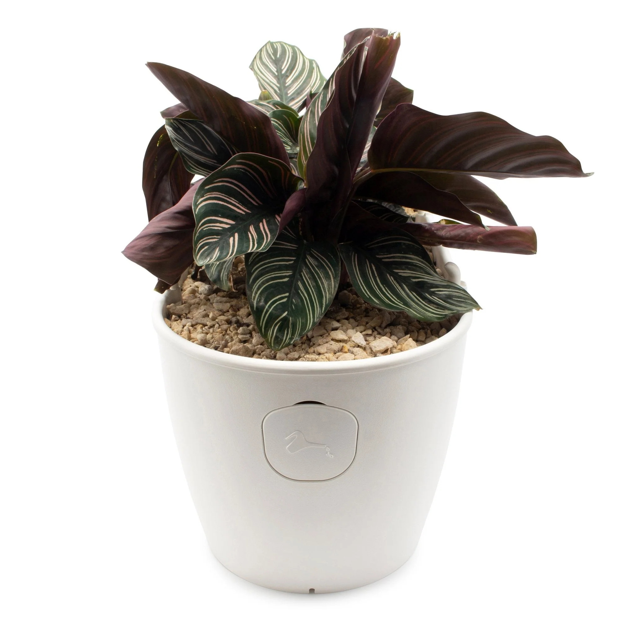 Self Watering Smart Planting Pot - Image 10