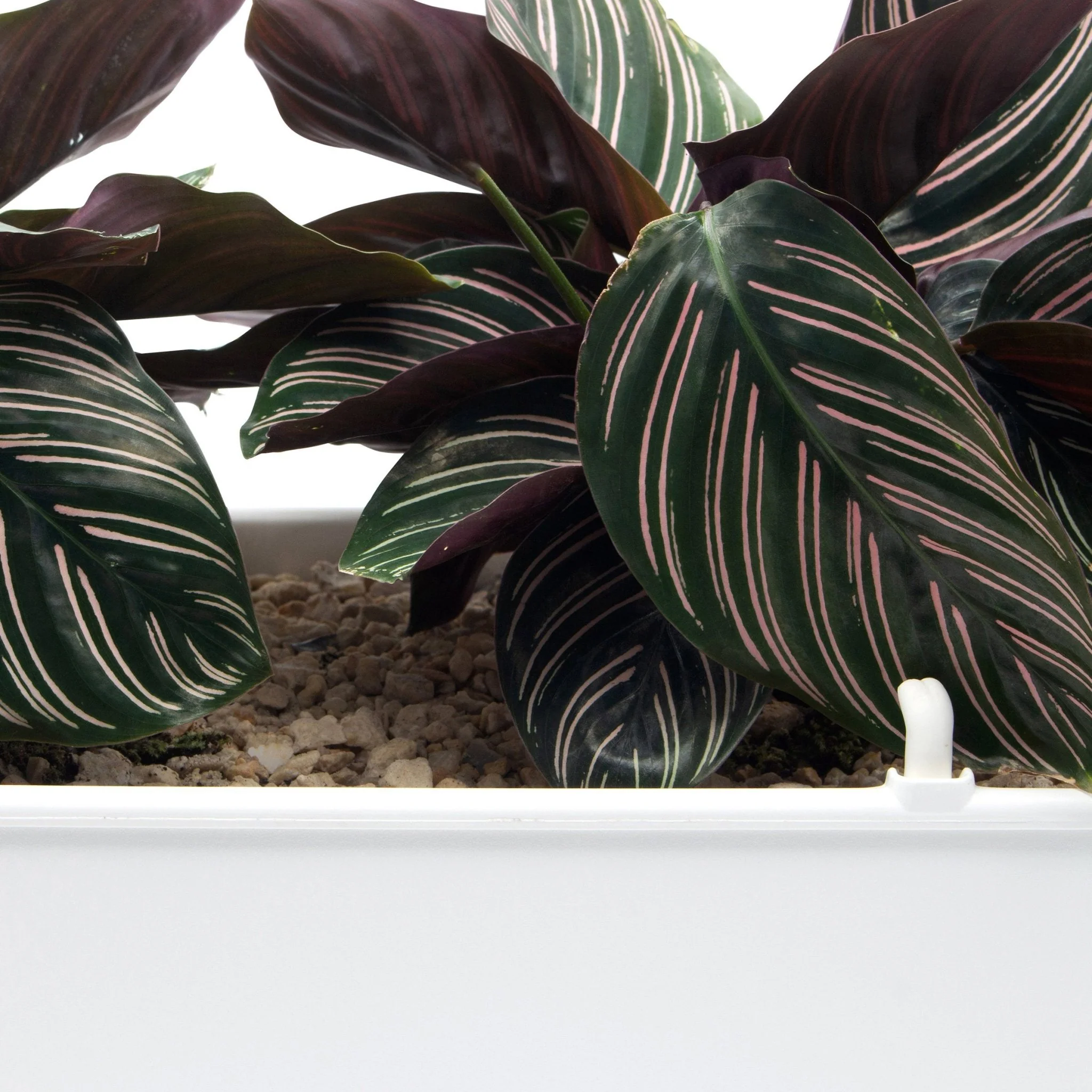 Self Watering Smart Planting Pot - Image 8